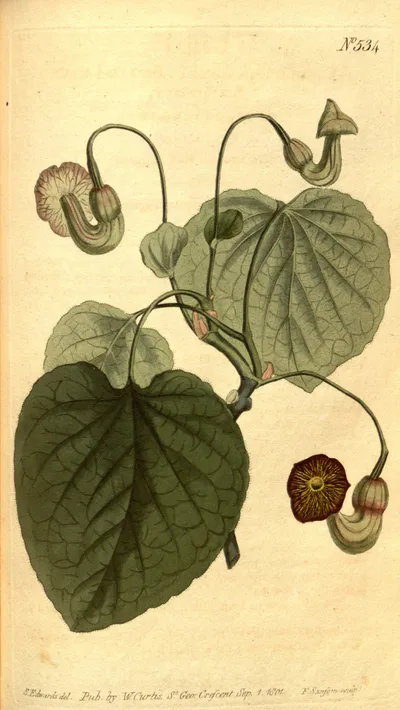 Pipevine