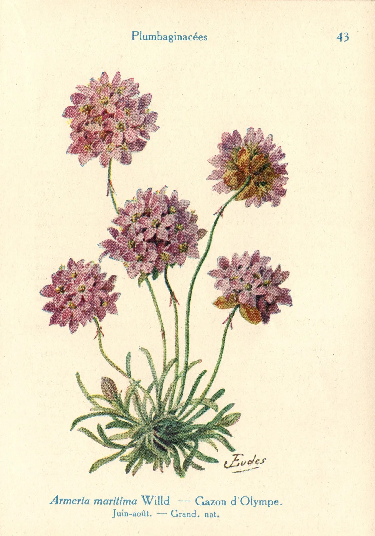 Sea Thrift (Armeria maritima)