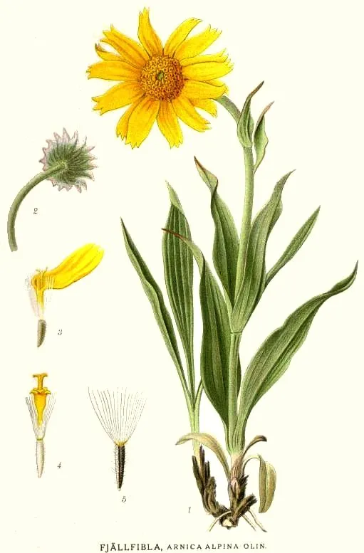 Narrowleaf Arnica (Arnica angustifolia)