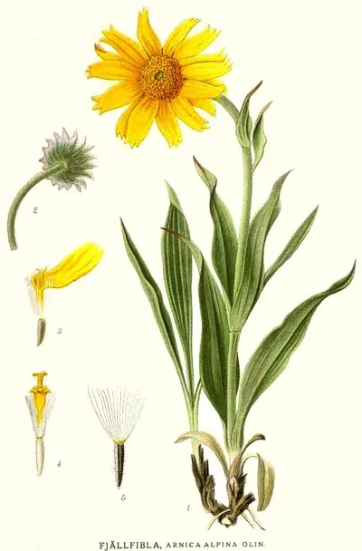 Narrowleaf Arnica
