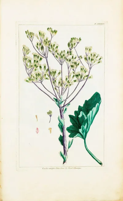 Pale Indian plantain