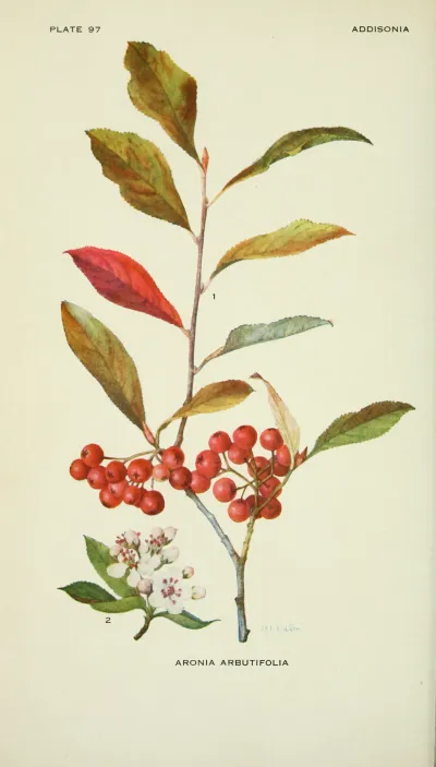 Red chokeberry