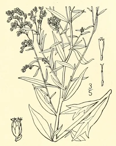 Silver Wormwood