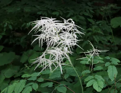 Goatsbeard