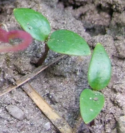 Western Wild Ginger