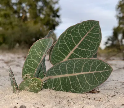 Sandhill milkweed