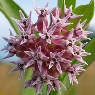 Showy milkweed