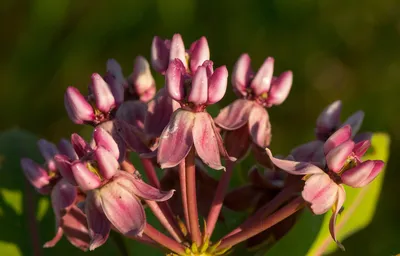 Prairie milkweed