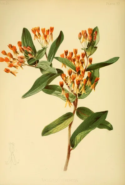 Butterfly milkweed