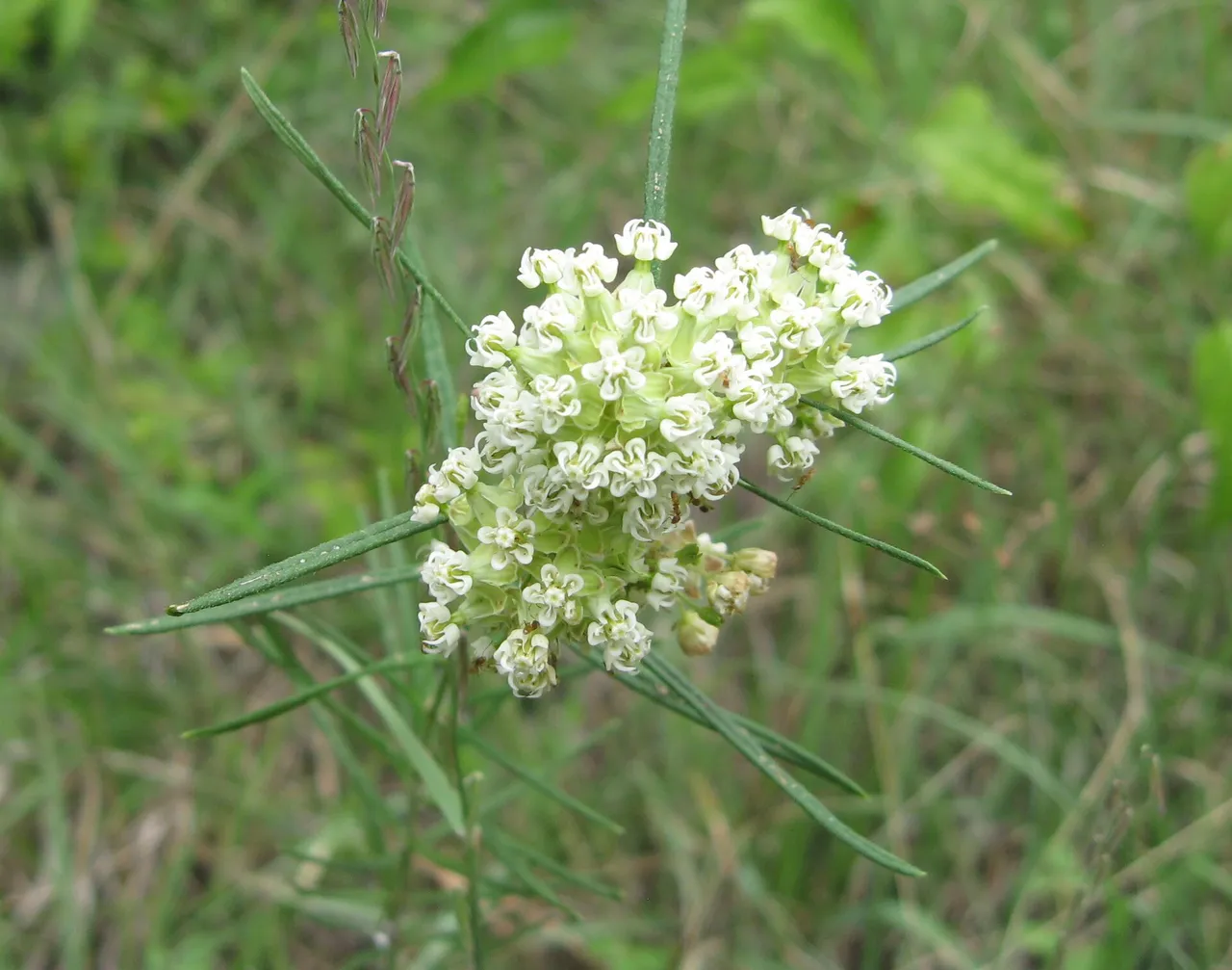 Whorled milkweed (Asclepias verticillata)