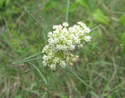 Whorled milkweed