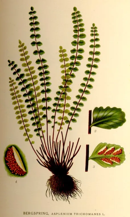 Maidenhair spleenwort (Asplenium trichomanes)