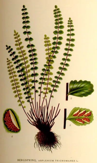 Maidenhair spleenwort
