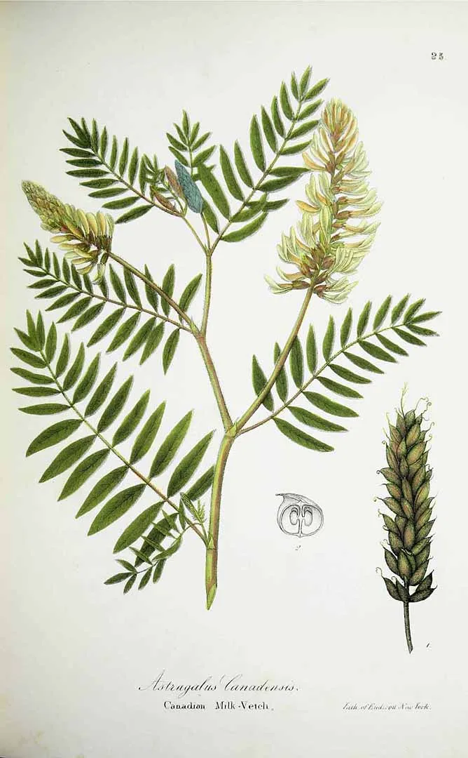 Canadian milkvetch (Astragalus canadensis)