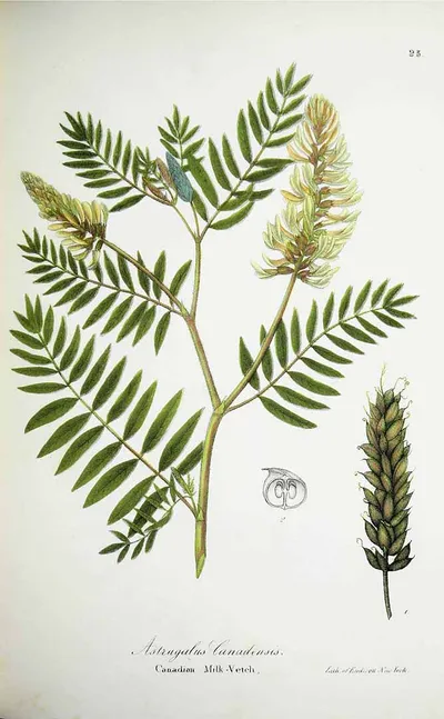 Canadian milkvetch