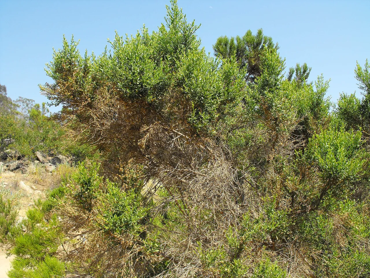 Coyote brush (Baccharis pilularis)