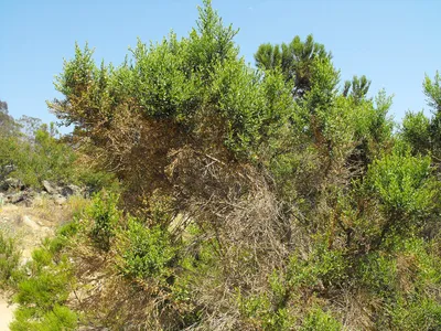 Coyote brush