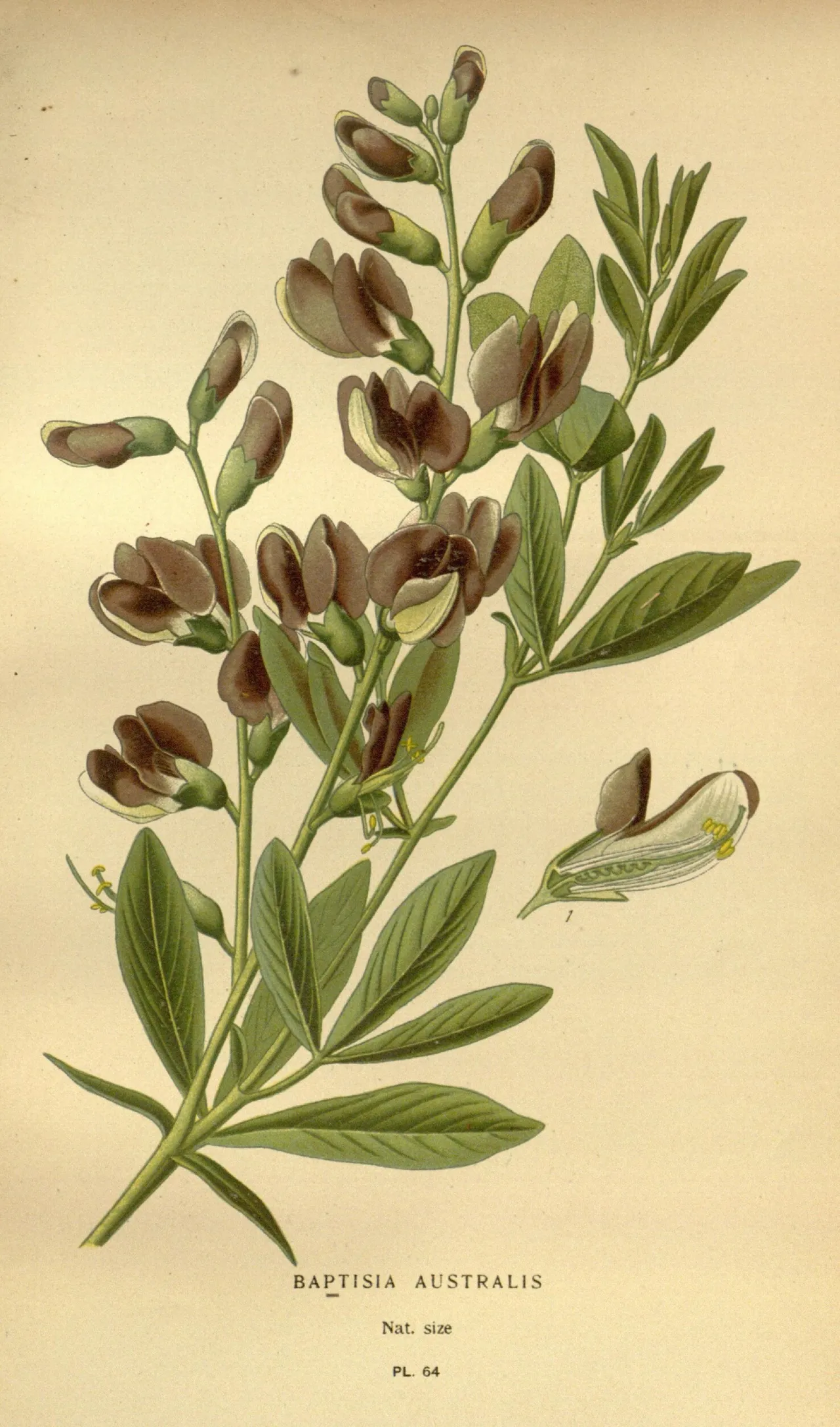 Tall blue wild indigo (Baptisia australis)