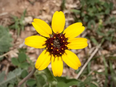 Lyre-leaf greeneyes