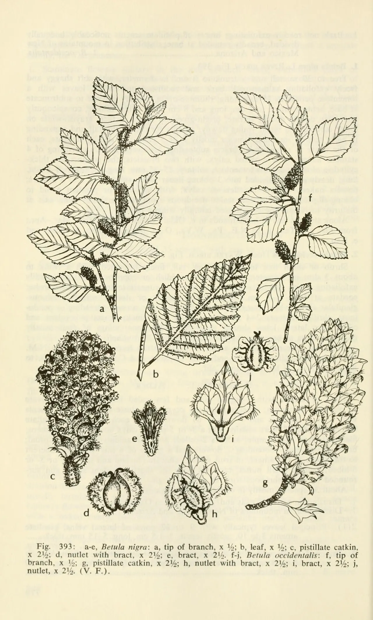 Water birch (Betula occidentalis)