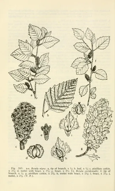 Water birch