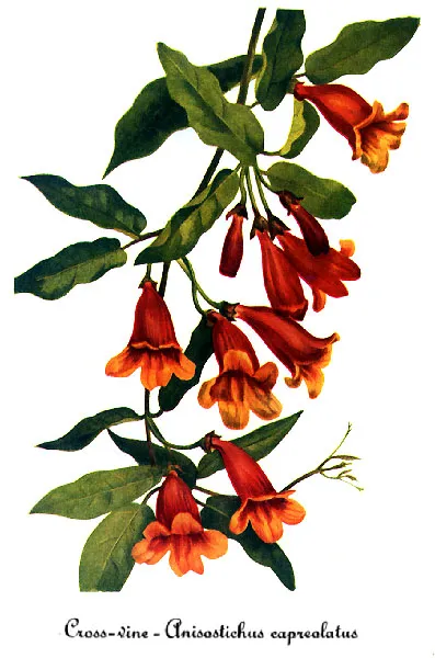 Cross vine (Bignonia capreolata)