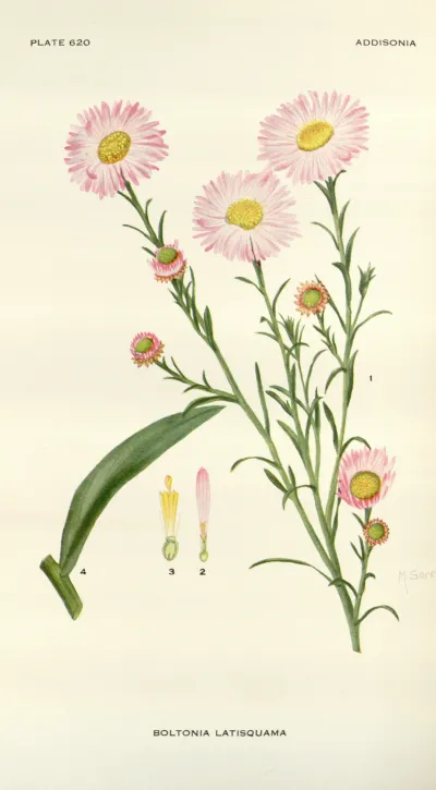 False aster