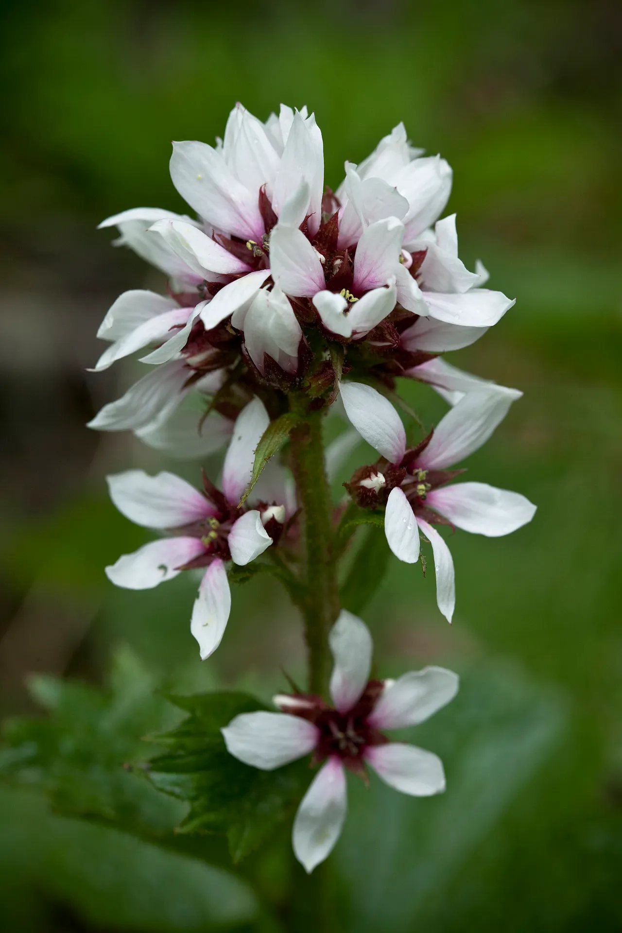 Richardson's Brookfoam (Boykinia richardsonii)