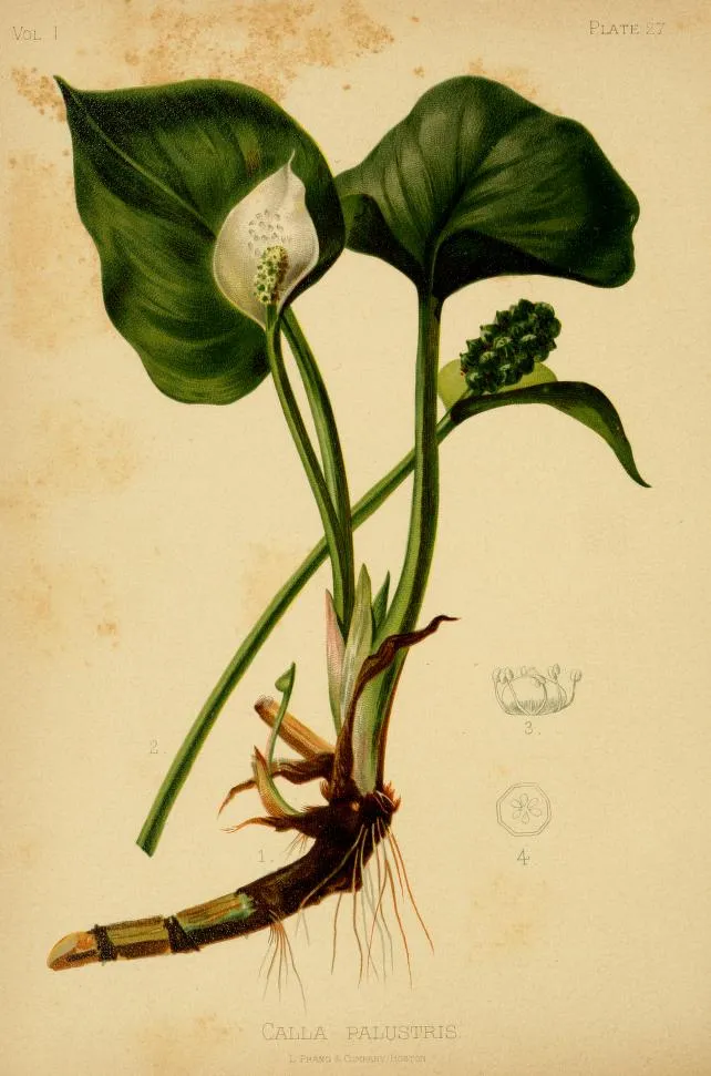 Marsh calla (Calla palustris)