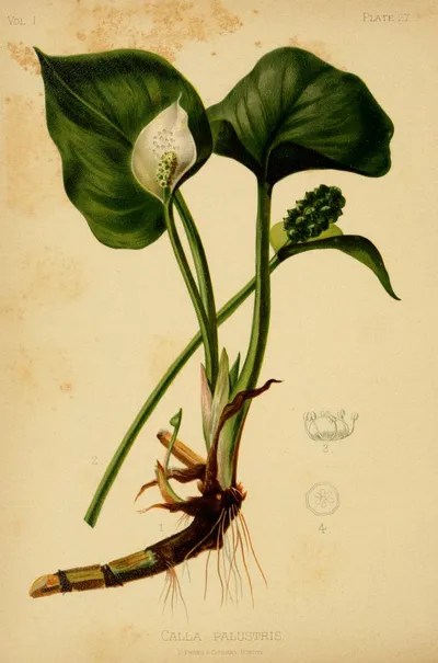 Marsh calla