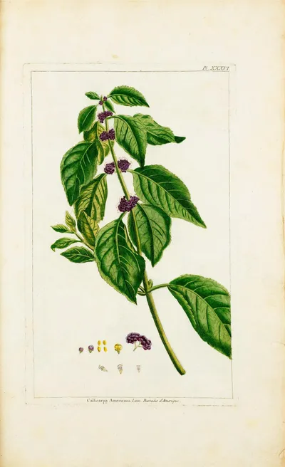 American beautyberry