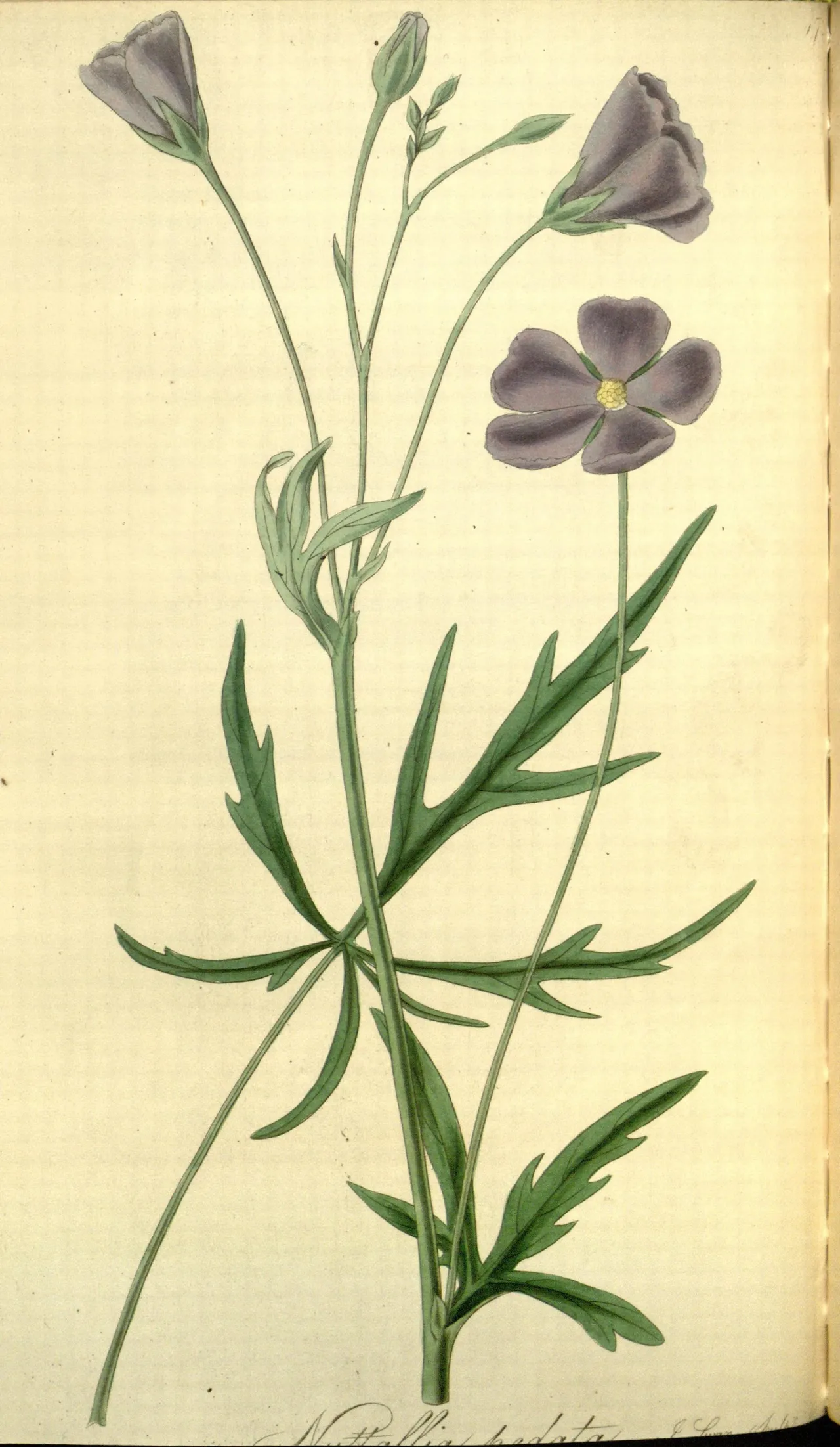 Palmleaf winecup (Callirhoe pedata)
