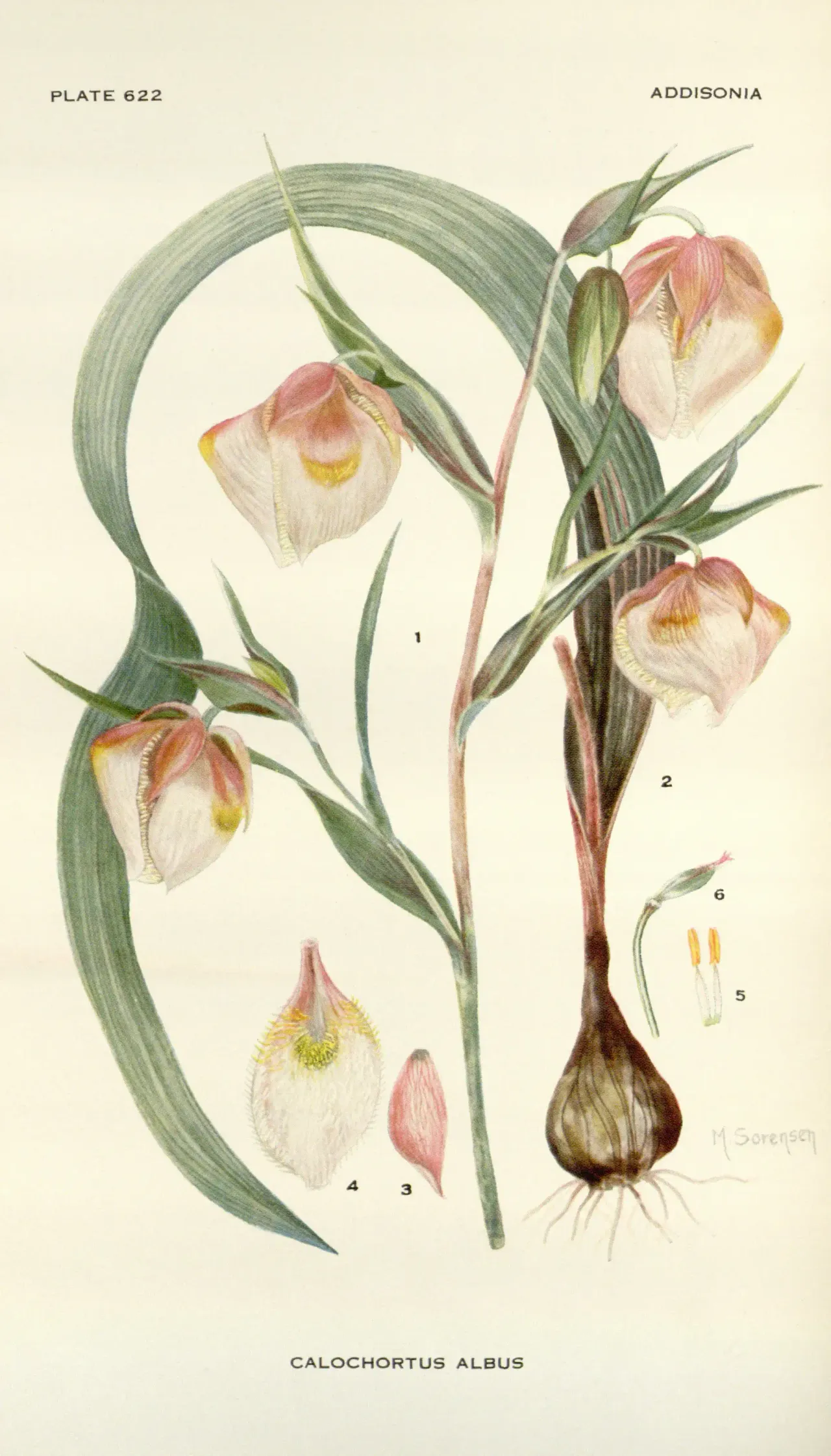 White Globe Lily (Calochortus albus)