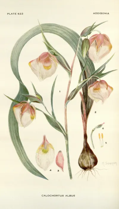 White Globe Lily