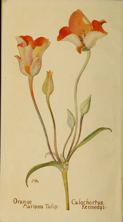 Desert Mariposa Lily