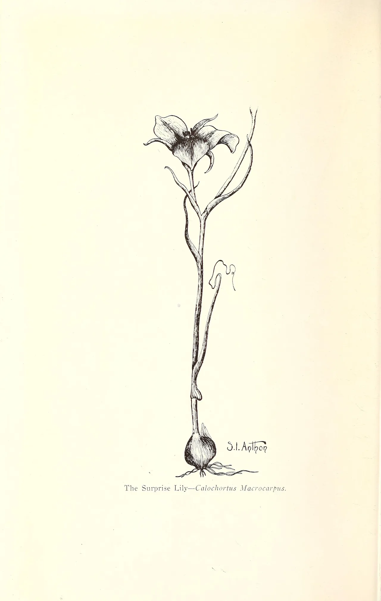 Sagebrush Mariposa Lily (Calochortus macrocarpus)