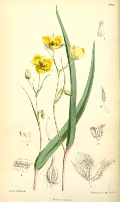 Yellow Star-tulip