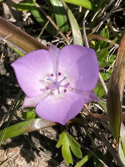 Pink star-tulip