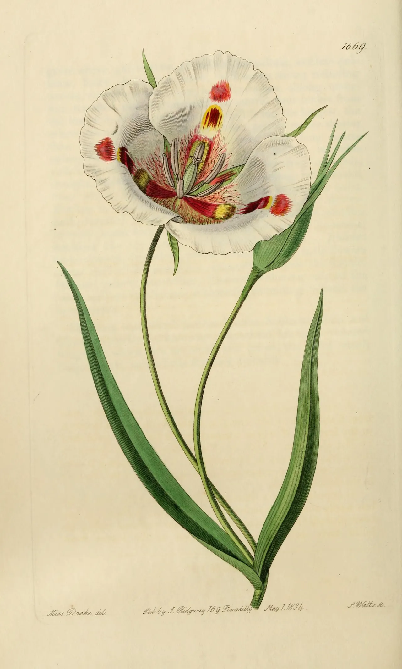 Butterfly Mariposa Lily (Calochortus venustus)