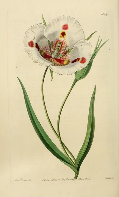 Butterfly Mariposa Lily