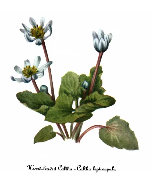 White marsh marigold (Caltha leptosepala)