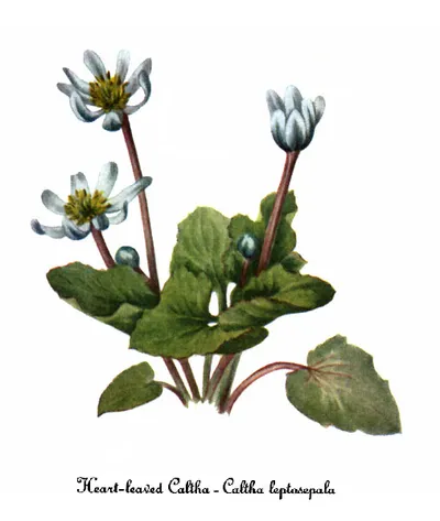 White marsh marigold