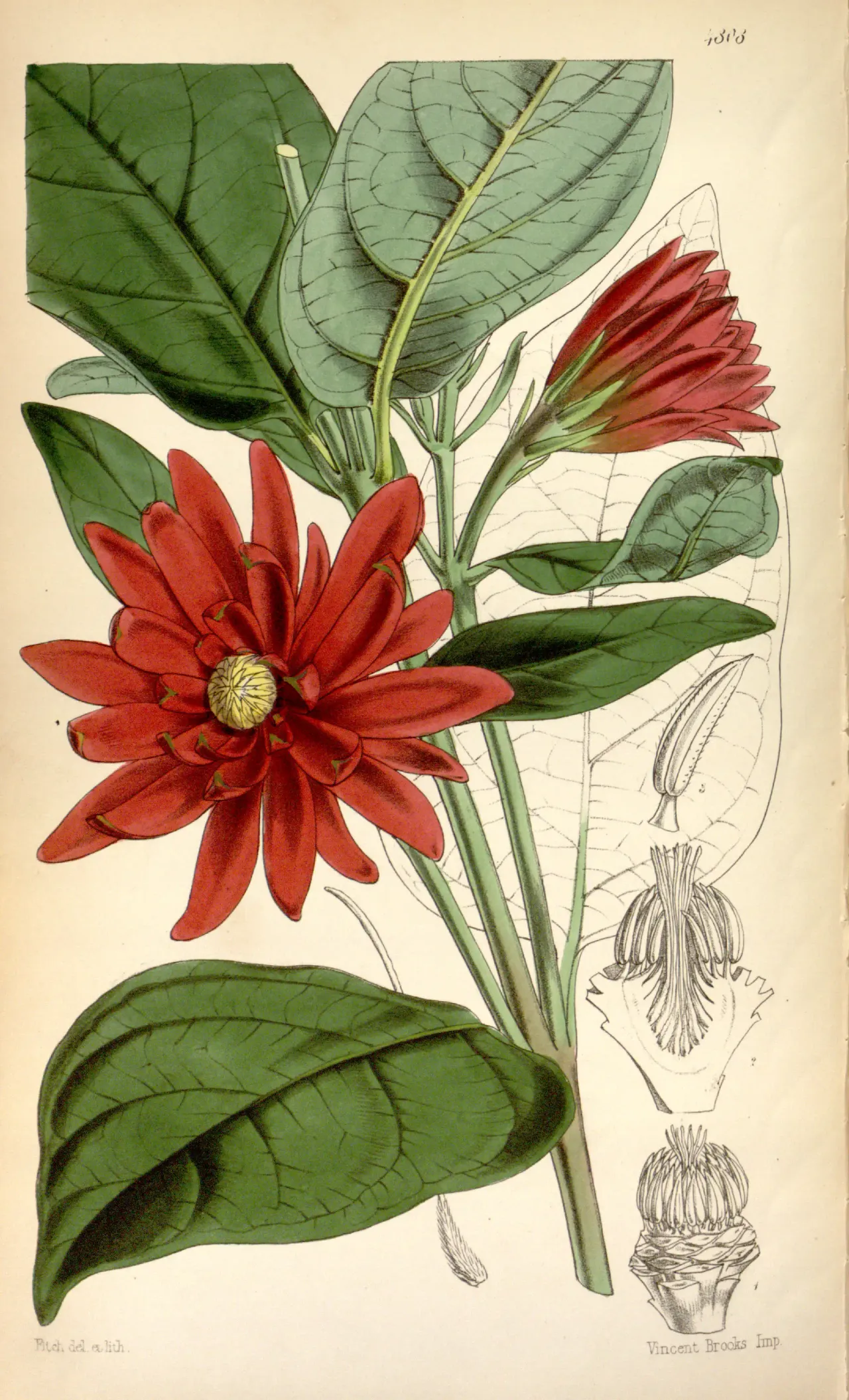 California sweetshrub (Calycanthus occidentalis)