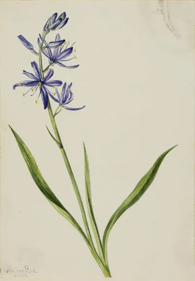 Small camas