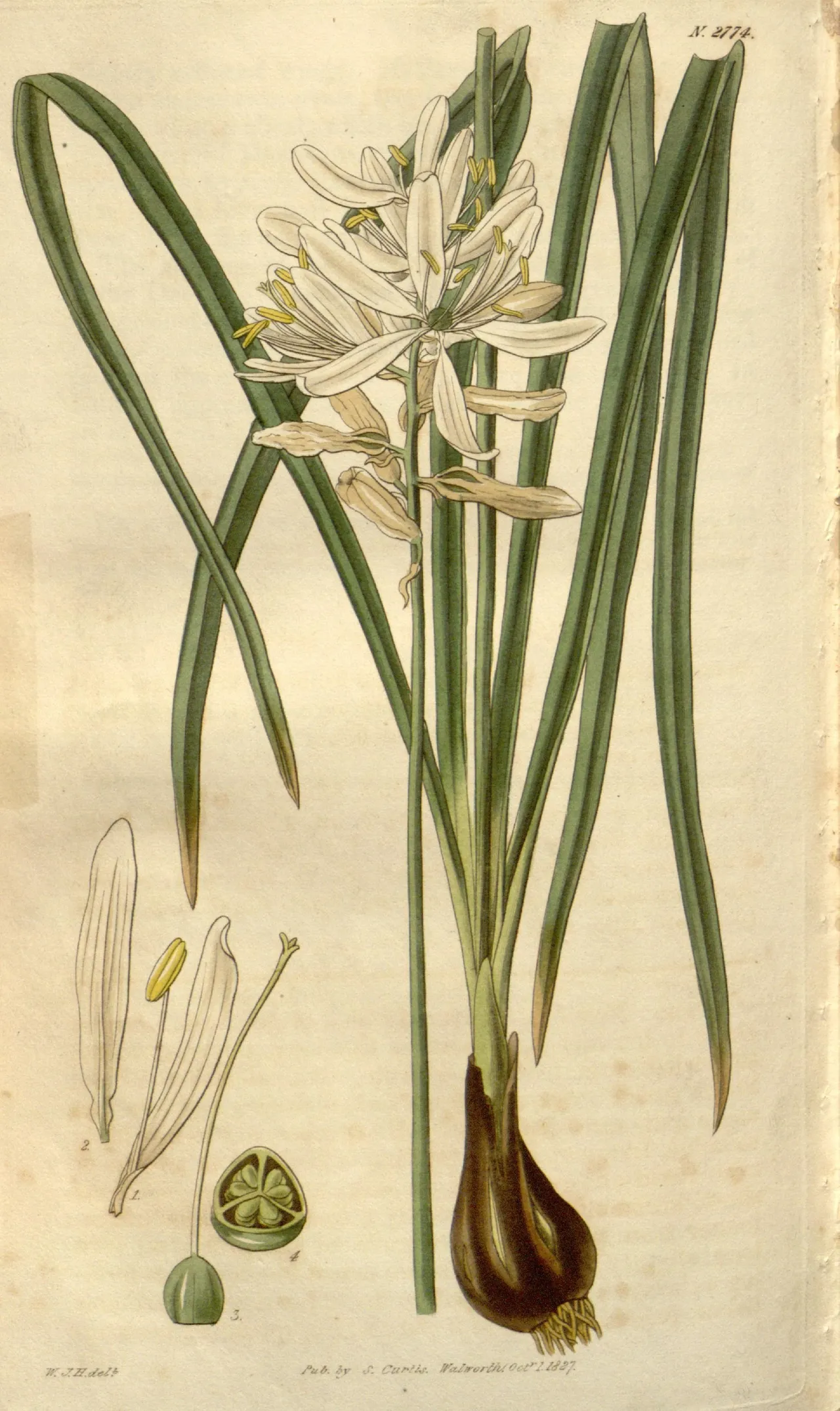 Atlantic camas (Camassia scilloides)