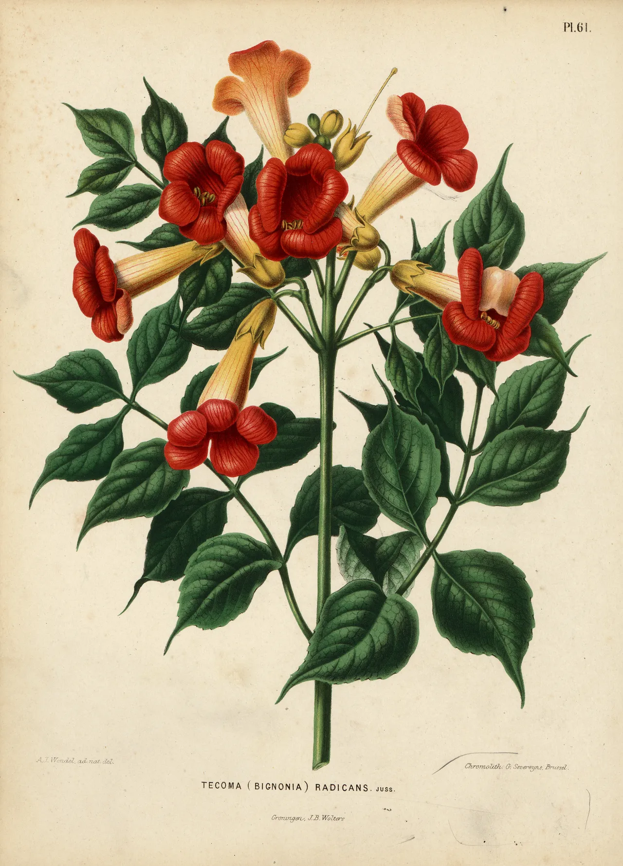 American trumpet vine (Campsis radicans)
