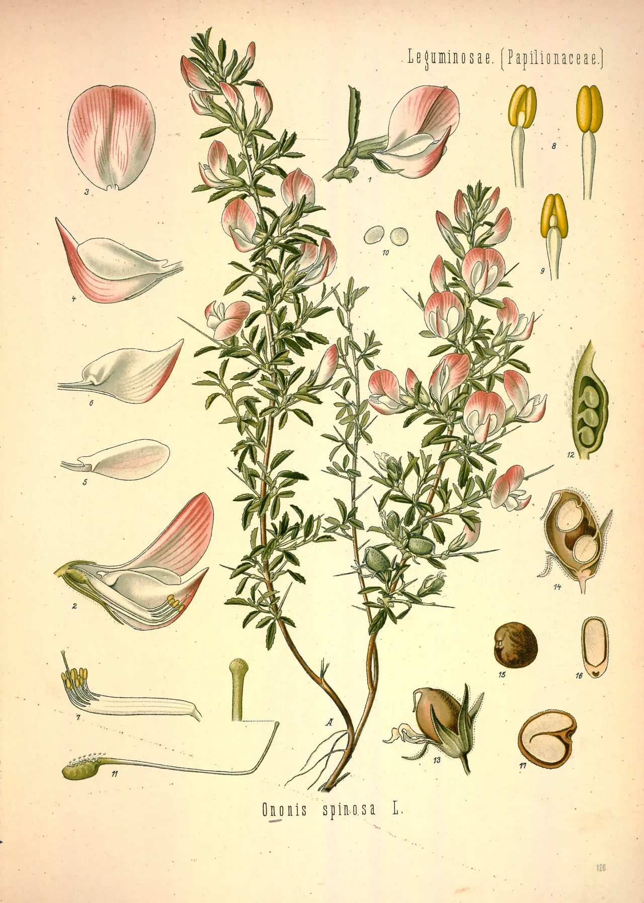Chili pepper (Capsicum annuum)