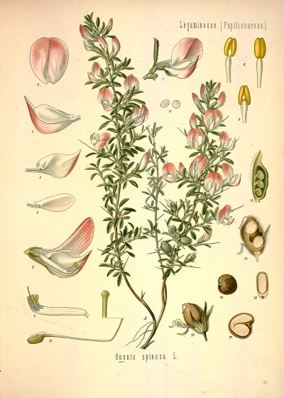 Chili pepper