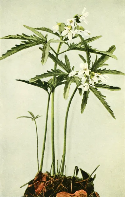 Cut-leaved toothwort
