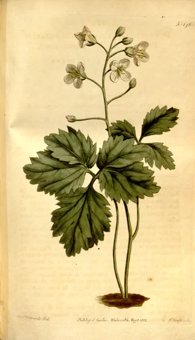 Two-leaved Toothwort
